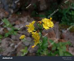 Attēlu rezultāti vaicājumam “Crepis paludosa flower”