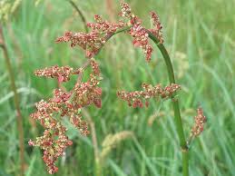 Attēlu rezultāti vaicājumam “Rumex acetosa flower”