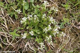 Attēlu rezultāti vaicājumam “Polygala amarella”