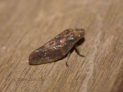 Attēlu rezultāti vaicājumam “Aphrophoridae”