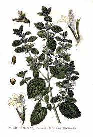 Image result for Melissa officinalis