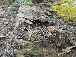 Attēlu rezultāti vaicājumam “Lycogala roseosporum sessile”