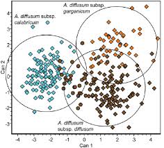 Image result for Alyssum diffusum