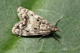 Attēlu rezultāti vaicājumam “Eudonia lacustrata”