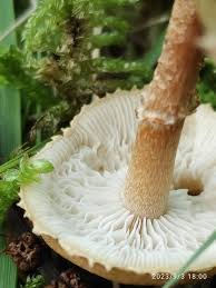 Attēlu rezultāti vaicājumam “Cystoderma amianthinum”