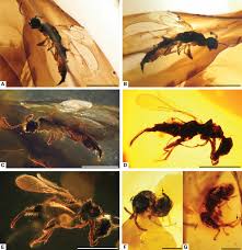 Attēlu rezultāti vaicājumam “Chrysididae”