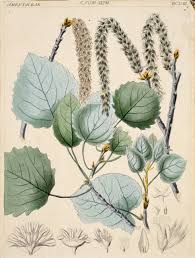 Attēlu rezultāti vaicājumam “Populus tremula”