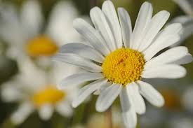 Image result for Chrysanthemum leucanthemum