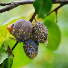 Attēlu rezultāti vaicājumam “Prunus (plum-tree) fruit”