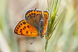Attēlu rezultāti vaicājumam “Lycaeniinae”