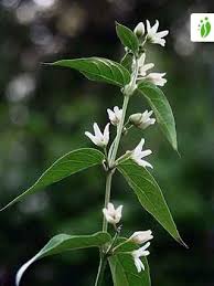 Attēlu rezultāti vaicājumam “Vincetoxicum hirundinaria flower”