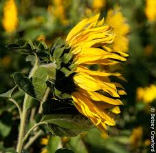 Attēlu rezultāti vaicājumam “Asteraceae”