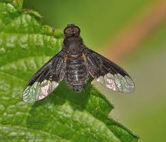 Attēlu rezultāti vaicājumam “Hemipenthes morio”
