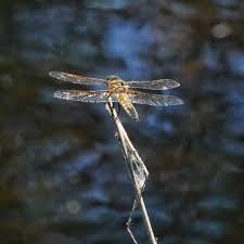 Attēlu rezultāti vaicājumam “Libellula quadrimaculata larva”