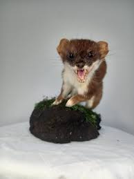 Attēlu rezultāti vaicājumam “Mustela erminea adult”