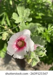 Attēlu rezultāti vaicājumam “Alcea rosea bud”