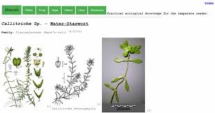 Attēlu rezultāti vaicājumam “Callitriche cophocarpa leaf”