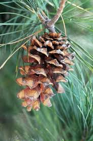 Attēlu rezultāti vaicājumam “Pinus strobus fruit”