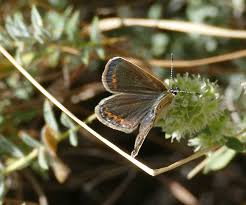 Attēlu rezultāti vaicājumam “Plebejus argus female”