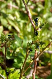 Attēlu rezultāti vaicājumam “Agelastica alni larva”