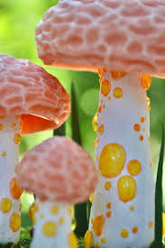 Attēlu rezultāti vaicājumam “Rhodotus palmatus”