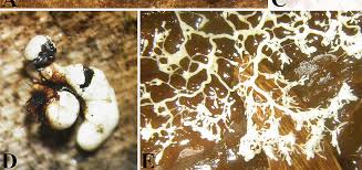 Attēlu rezultāti vaicājumam “Physarum cinereum spores”