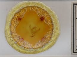 Attēlu rezultāti vaicājumam “Agrochola helvola”