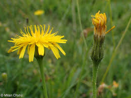 Attēlu rezultāti vaicājumam “Leontodon hispidus fruit”
