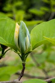 Attēlu rezultāti vaicājumam “Magnolia acuminata bud”
