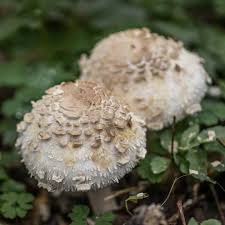 Attēlu rezultāti vaicājumam “Macrolepiota rhacodes var. bohemica”