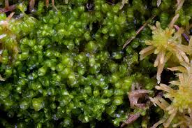 Attēlu rezultāti vaicājumam “Mylia anomala”