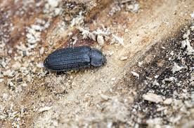 Attēlu rezultāti vaicājumam “Grynocharis oblonga”