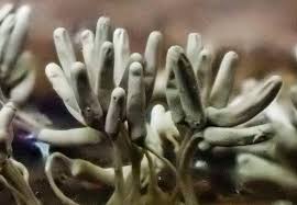 Attēlu rezultāti vaicājumam “Arcyria cinerea spores”