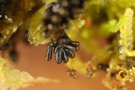 Attēlu rezultāti vaicājumam “Paradiacheopsis rigida macro”