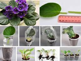 gamravlebis-ის სურათის შედეგი