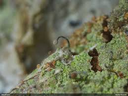 Attēlu rezultāti vaicājumam “Chaenotheca gracilenta”