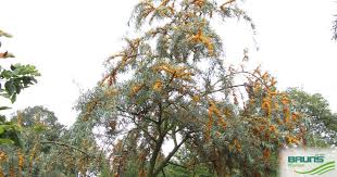 Attēlu rezultāti vaicājumam “Hippophae rhamnoides”