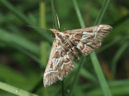 Attēlu rezultāti vaicājumam “Diasemia reticularis”