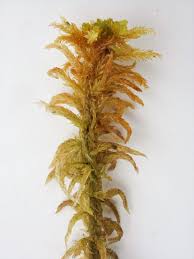 Attēlu rezultāti vaicājumam “Sphagnum subsecundum”