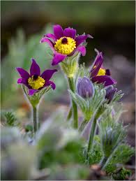 Image result for Kuhschelle