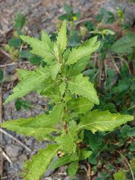 Image result for Chenopodium ambrosioides