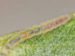 Attēlu rezultāti vaicājumam “Gracillaria syringella larva”