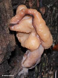 Attēlu rezultāti vaicājumam “Gyromitra infula”