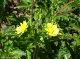 Attēlu rezultāti vaicājumam “Potentilla norvegica flower”