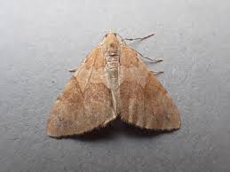 Attēlu rezultāti vaicājumam “Pennithera firmata”