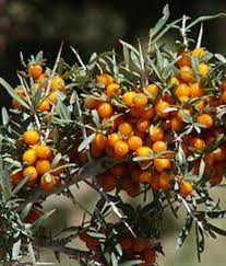 Attēlu rezultāti vaicājumam “Hippophae rhamnoides fruit”