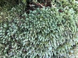 Attēlu rezultāti vaicājumam “Leucobryum juniperoideum”