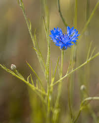 Attēlu rezultāti vaicājumam “Cyanus segetum flower”