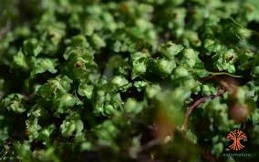 Attēlu rezultāti vaicājumam “Scapania nemorea”