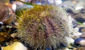 Image result for Strongylocentrotus droebachiensis